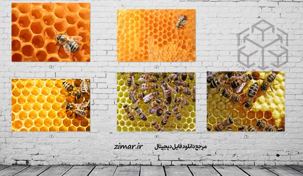 عکس زنبور عسل و کندوی عسل با کیفیت